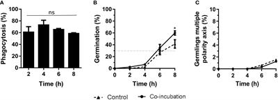 The Aspergillus fumigatus maiA gene contributes to cell wall homeostasis and fungal virulence